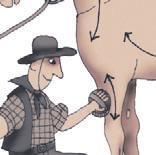 Школа верховой езды для начинающих Школа верховой езды для начинающих