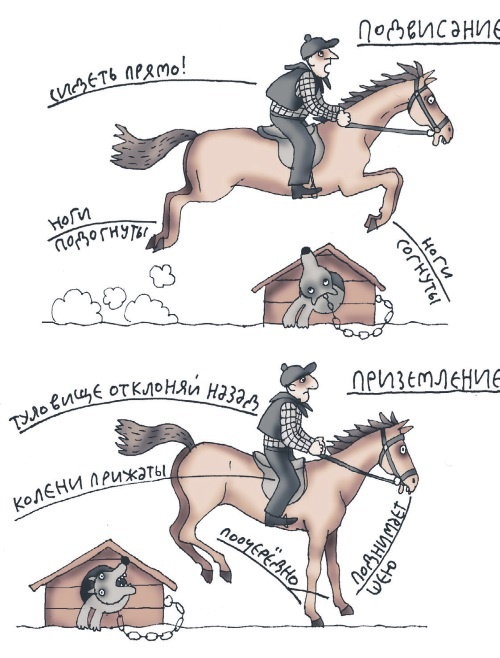 Школа верховой езды для начинающих Школа верховой езды для начинающих