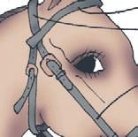 Школа верховой езды для начинающих Школа верховой езды для начинающих