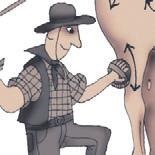 Школа верховой езды для начинающих Школа верховой езды для начинающих