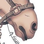 Школа верховой езды для начинающих Школа верховой езды для начинающих