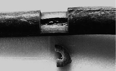 Неандерталец. В поисках исчезнувших геномов Неандерталец. В поисках исчезнувших геномов