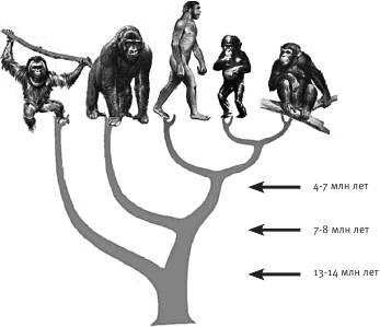 Неандерталец. В поисках исчезнувших геномов Неандерталец. В поисках исчезнувших геномов