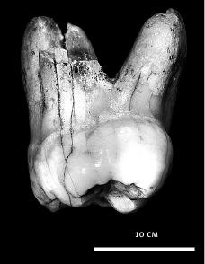 Неандерталец. В поисках исчезнувших геномов Неандерталец. В поисках исчезнувших геномов