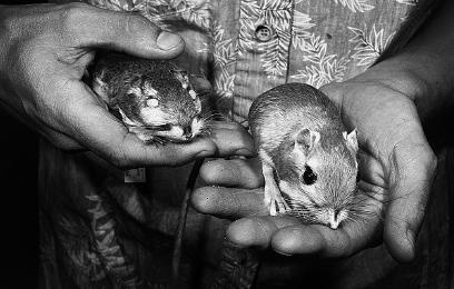 Неандерталец. В поисках исчезнувших геномов Неандерталец. В поисках исчезнувших геномов