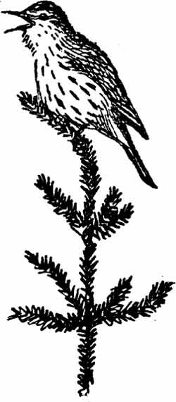 Пернатые многоженцы Пернатые многоженцы