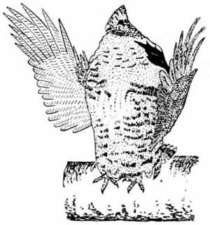 Пернатые многоженцы Пернатые многоженцы