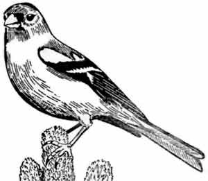 Пернатые многоженцы Пернатые многоженцы