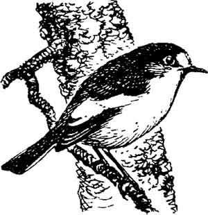 Пернатые многоженцы Пернатые многоженцы