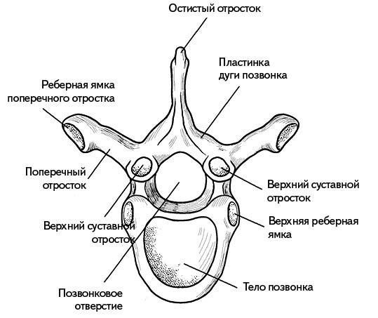 Жизнь без боли в спине. Лечение сколиоза, остеопороза, остеохондроза, межпозвонковой грыжи без операции Жизнь без боли в спине. Лечение сколиоза, остеопороза, остеохондроза, межпозвонковой грыжи без операции