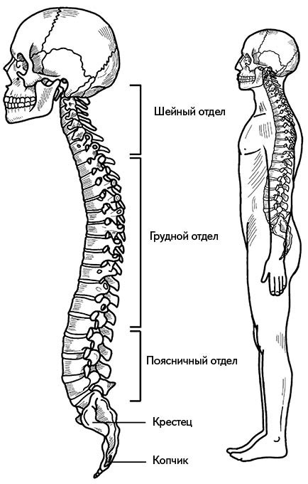 Жизнь без боли в спине. Лечение сколиоза, остеопороза, остеохондроза, межпозвонковой грыжи без операции Жизнь без боли в спине. Лечение сколиоза, остеопороза, остеохондроза, межпозвонковой грыжи без операции