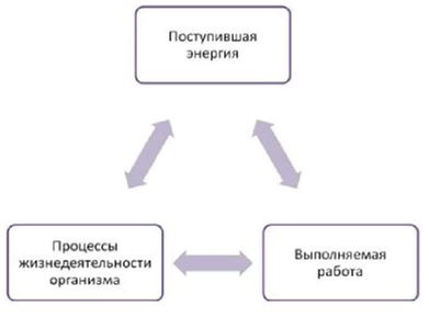 Основы рационального питания Основы рационального питания