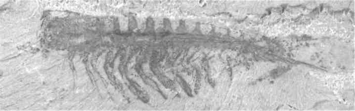 Парнокопытные киты, четырехкрылые динозавры, бегающие черви... Новая палеонтология. Реальность, которая удивительнее фантазий Парнокопытные киты, четырехкрылые динозавры, бегающие черви... Новая палеонтология. Реальность, которая удивительнее фантазий