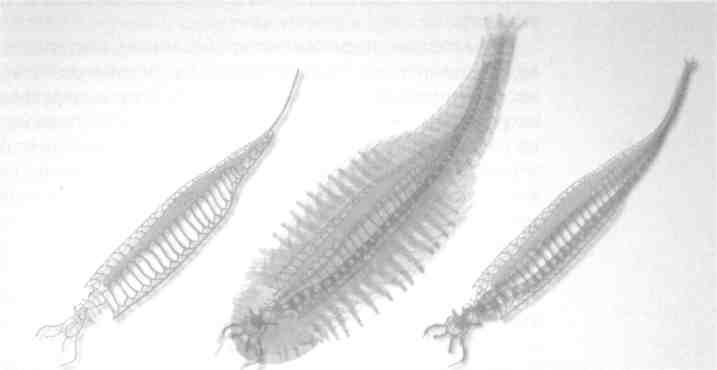 Парнокопытные киты, четырехкрылые динозавры, бегающие черви... Новая палеонтология. Реальность, которая удивительнее фантазий Парнокопытные киты, четырехкрылые динозавры, бегающие черви... Новая палеонтология. Реальность, которая удивительнее фантазий