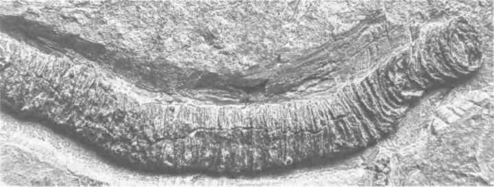 Парнокопытные киты, четырехкрылые динозавры, бегающие черви... Новая палеонтология. Реальность, которая удивительнее фантазий Парнокопытные киты, четырехкрылые динозавры, бегающие черви... Новая палеонтология. Реальность, которая удивительнее фантазий