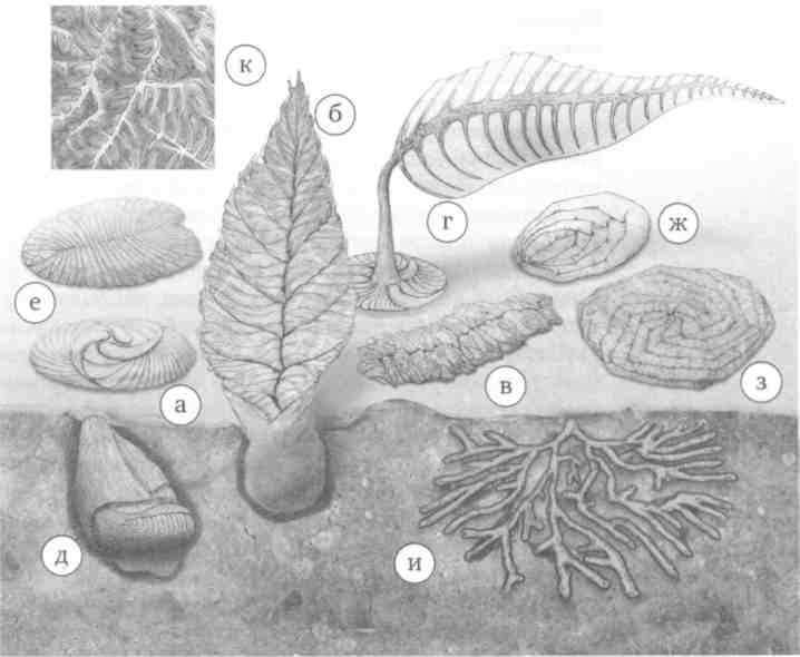 Парнокопытные киты, четырехкрылые динозавры, бегающие черви... Новая палеонтология. Реальность, которая удивительнее фантазий Парнокопытные киты, четырехкрылые динозавры, бегающие черви... Новая палеонтология. Реальность, которая удивительнее фантазий