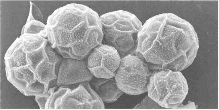 Парнокопытные киты, четырехкрылые динозавры, бегающие черви... Новая палеонтология. Реальность, которая удивительнее фантазий Парнокопытные киты, четырехкрылые динозавры, бегающие черви... Новая палеонтология. Реальность, которая удивительнее фантазий