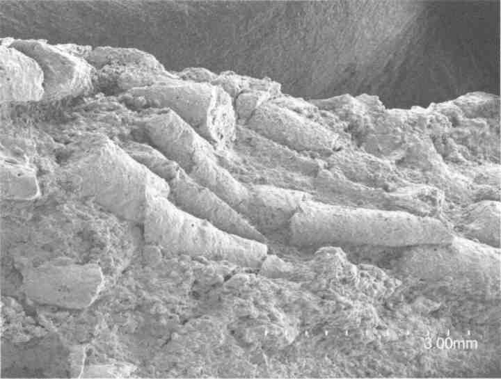 Парнокопытные киты, четырехкрылые динозавры, бегающие черви... Новая палеонтология. Реальность, которая удивительнее фантазий Парнокопытные киты, четырехкрылые динозавры, бегающие черви... Новая палеонтология. Реальность, которая удивительнее фантазий