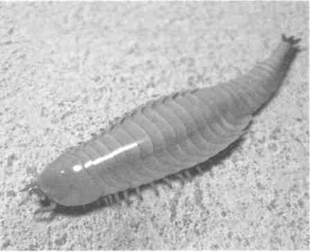 Парнокопытные киты, четырехкрылые динозавры, бегающие черви... Новая палеонтология. Реальность, которая удивительнее фантазий Парнокопытные киты, четырехкрылые динозавры, бегающие черви... Новая палеонтология. Реальность, которая удивительнее фантазий