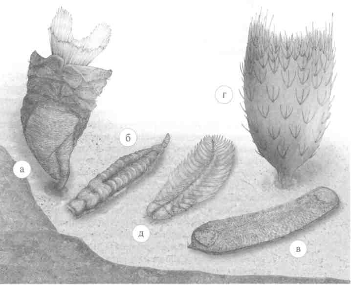 Парнокопытные киты, четырехкрылые динозавры, бегающие черви... Новая палеонтология. Реальность, которая удивительнее фантазий Парнокопытные киты, четырехкрылые динозавры, бегающие черви... Новая палеонтология. Реальность, которая удивительнее фантазий