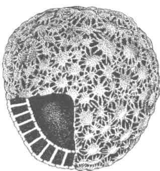 Парнокопытные киты, четырехкрылые динозавры, бегающие черви... Новая палеонтология. Реальность, которая удивительнее фантазий
