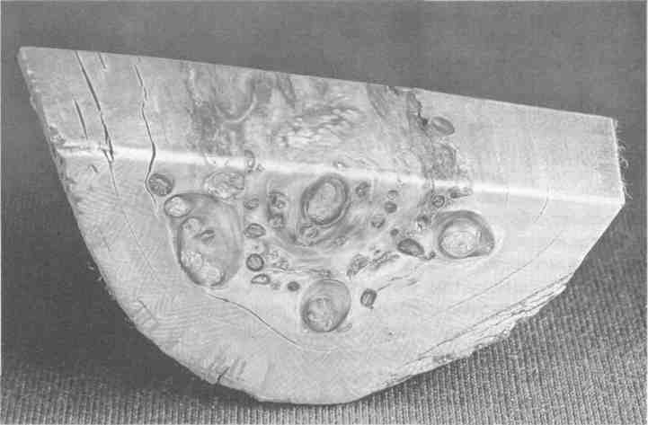 Парнокопытные киты, четырехкрылые динозавры, бегающие черви... Новая палеонтология. Реальность, которая удивительнее фантазий Парнокопытные киты, четырехкрылые динозавры, бегающие черви... Новая палеонтология. Реальность, которая удивительнее фантазий