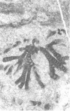 Парнокопытные киты, четырехкрылые динозавры, бегающие черви... Новая палеонтология. Реальность, которая удивительнее фантазий Парнокопытные киты, четырехкрылые динозавры, бегающие черви... Новая палеонтология. Реальность, которая удивительнее фантазий