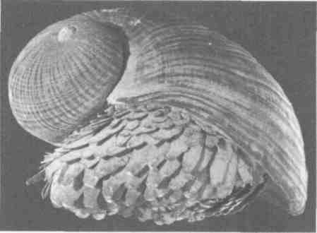 Парнокопытные киты, четырехкрылые динозавры, бегающие черви... Новая палеонтология. Реальность, которая удивительнее фантазий Парнокопытные киты, четырехкрылые динозавры, бегающие черви... Новая палеонтология. Реальность, которая удивительнее фантазий