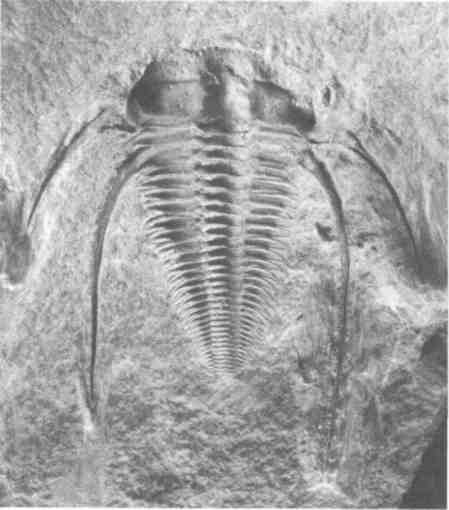 Парнокопытные киты, четырехкрылые динозавры, бегающие черви... Новая палеонтология. Реальность, которая удивительнее фантазий Парнокопытные киты, четырехкрылые динозавры, бегающие черви... Новая палеонтология. Реальность, которая удивительнее фантазий