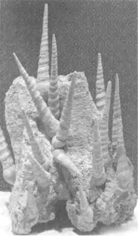 Парнокопытные киты, четырехкрылые динозавры, бегающие черви... Новая палеонтология. Реальность, которая удивительнее фантазий Парнокопытные киты, четырехкрылые динозавры, бегающие черви... Новая палеонтология. Реальность, которая удивительнее фантазий