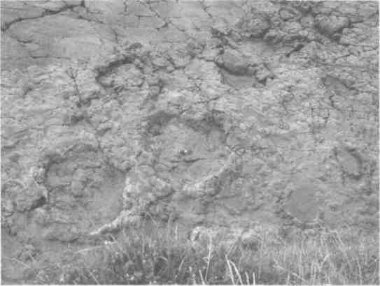 Парнокопытные киты, четырехкрылые динозавры, бегающие черви... Новая палеонтология. Реальность, которая удивительнее фантазий Парнокопытные киты, четырехкрылые динозавры, бегающие черви... Новая палеонтология. Реальность, которая удивительнее фантазий