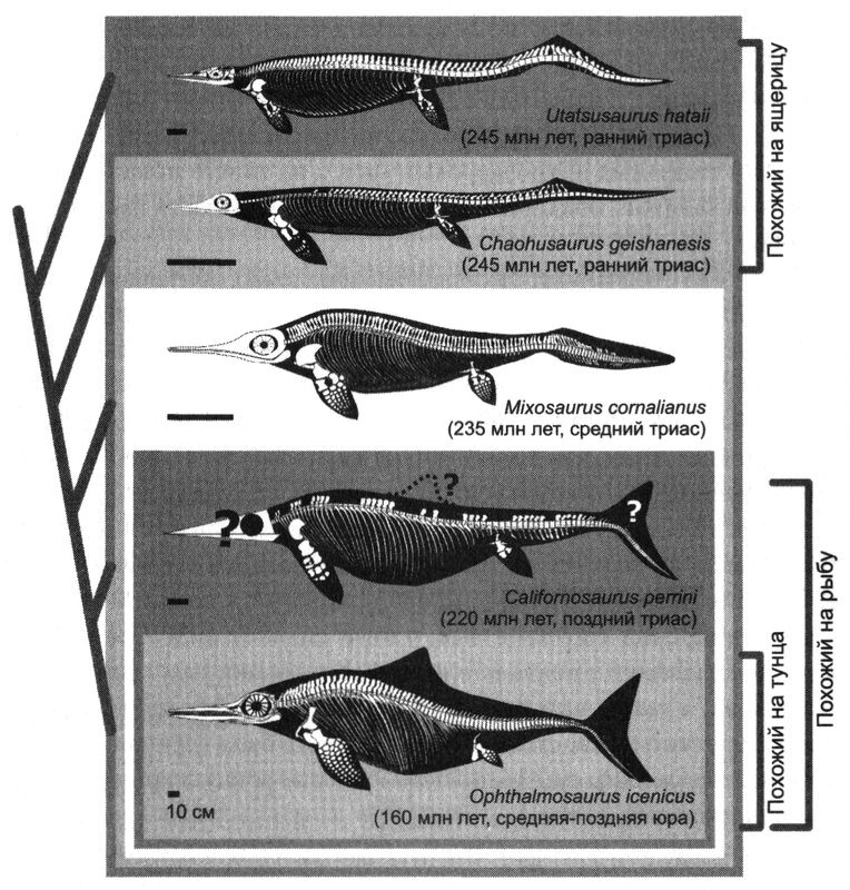 Отпечатки жизни. 25 шагов эволюции и вся история планеты