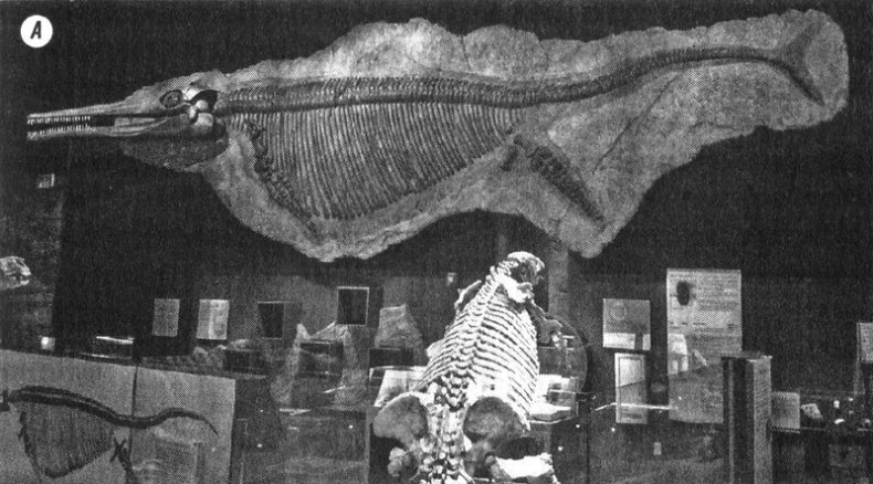 Отпечатки жизни. 25 шагов эволюции и вся история планеты