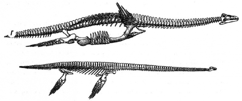 Отпечатки жизни. 25 шагов эволюции и вся история планеты Отпечатки жизни. 25 шагов эволюции и вся история планеты