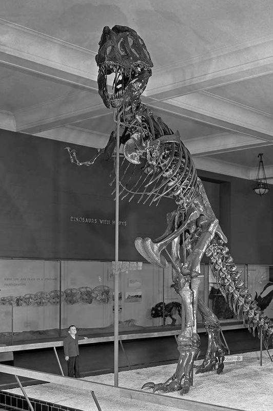 Отпечатки жизни. 25 шагов эволюции и вся история планеты