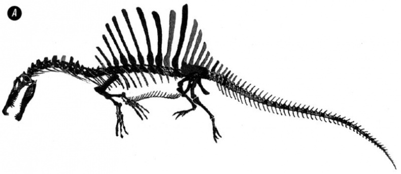 Отпечатки жизни. 25 шагов эволюции и вся история планеты