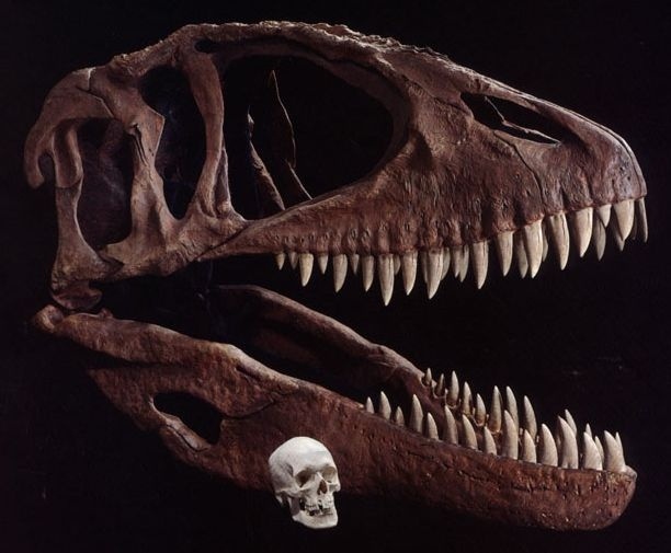 Отпечатки жизни. 25 шагов эволюции и вся история планеты Отпечатки жизни. 25 шагов эволюции и вся история планеты