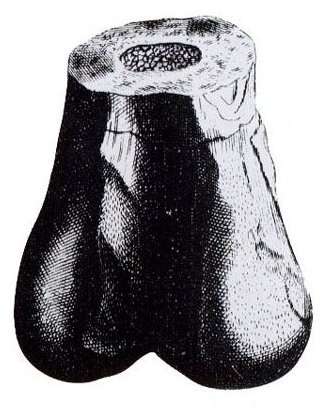 Отпечатки жизни. 25 шагов эволюции и вся история планеты Отпечатки жизни. 25 шагов эволюции и вся история планеты