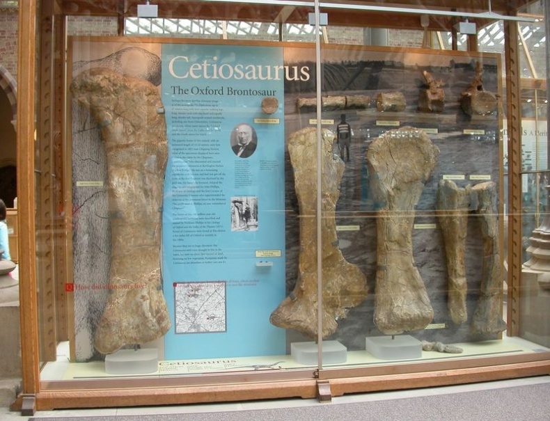 Отпечатки жизни. 25 шагов эволюции и вся история планеты Отпечатки жизни. 25 шагов эволюции и вся история планеты