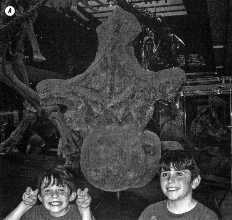 Отпечатки жизни. 25 шагов эволюции и вся история планеты Отпечатки жизни. 25 шагов эволюции и вся история планеты