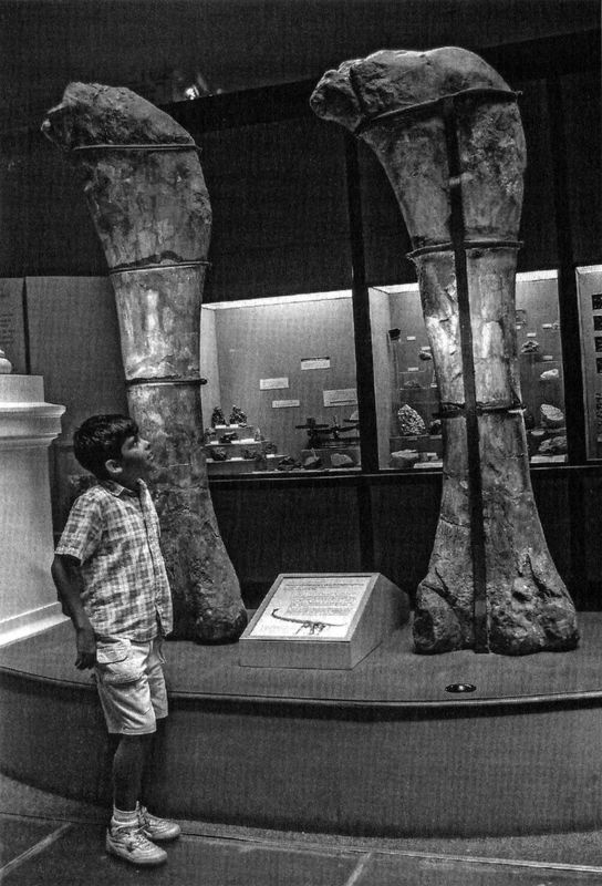 Отпечатки жизни. 25 шагов эволюции и вся история планеты Отпечатки жизни. 25 шагов эволюции и вся история планеты