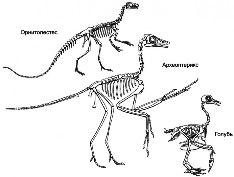 Отпечатки жизни. 25 шагов эволюции и вся история планеты Отпечатки жизни. 25 шагов эволюции и вся история планеты