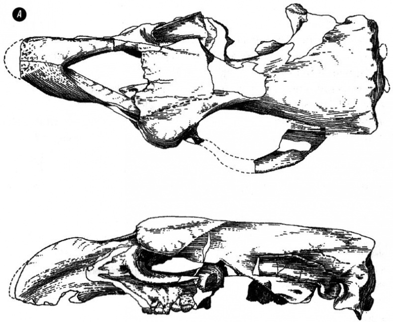Отпечатки жизни. 25 шагов эволюции и вся история планеты Отпечатки жизни. 25 шагов эволюции и вся история планеты