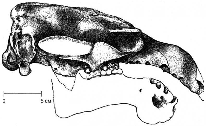Отпечатки жизни. 25 шагов эволюции и вся история планеты Отпечатки жизни. 25 шагов эволюции и вся история планеты