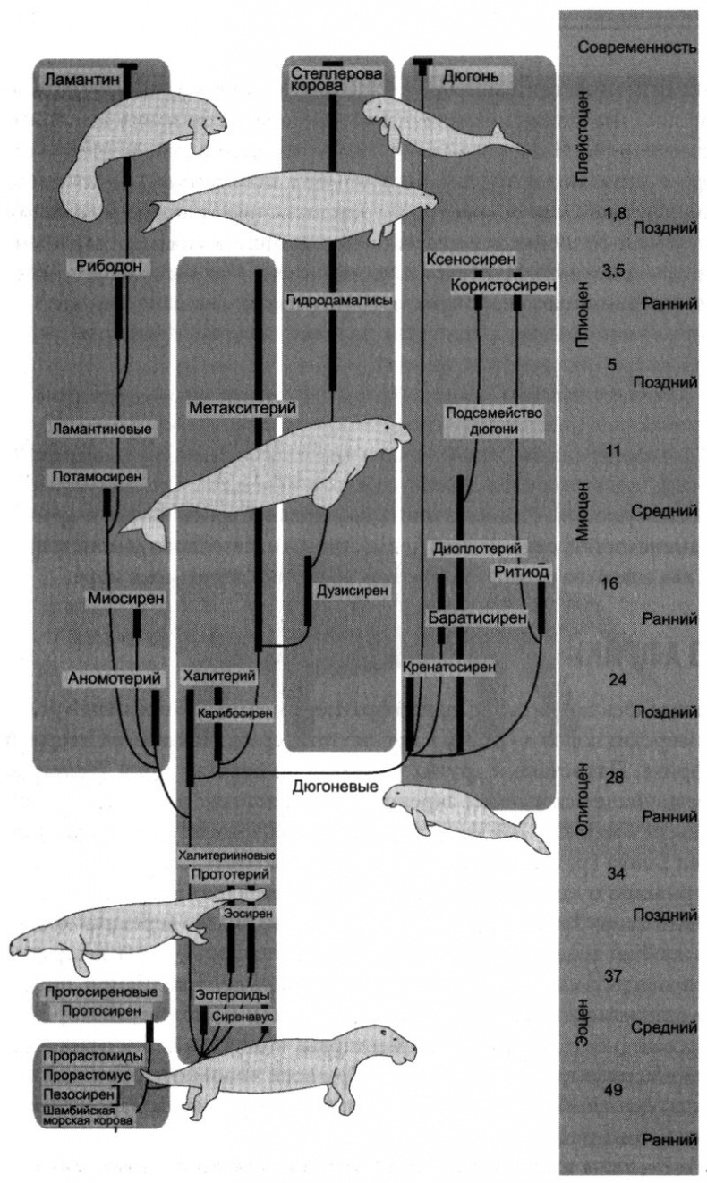Отпечатки жизни. 25 шагов эволюции и вся история планеты Отпечатки жизни. 25 шагов эволюции и вся история планеты