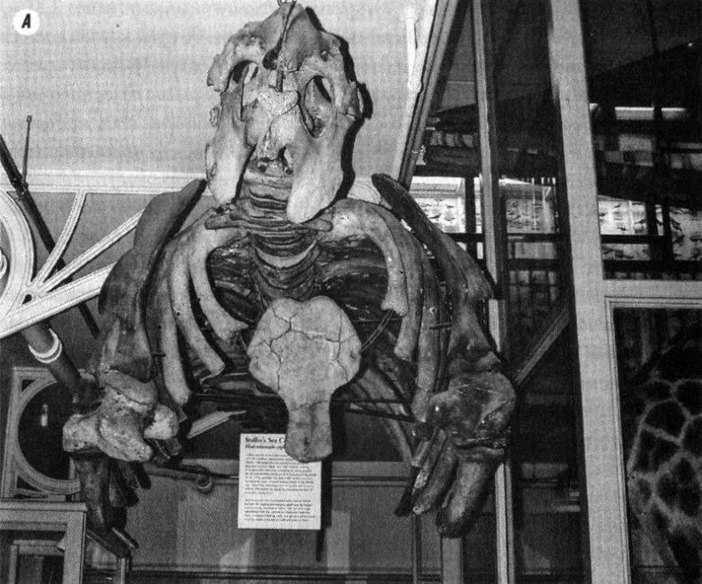 Отпечатки жизни. 25 шагов эволюции и вся история планеты Отпечатки жизни. 25 шагов эволюции и вся история планеты