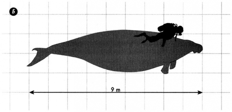 Отпечатки жизни. 25 шагов эволюции и вся история планеты Отпечатки жизни. 25 шагов эволюции и вся история планеты