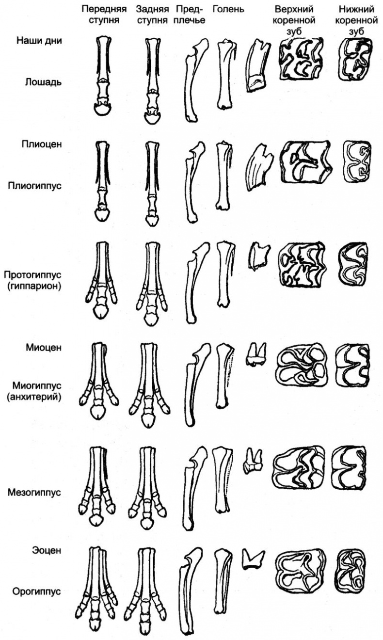 Отпечатки жизни. 25 шагов эволюции и вся история планеты