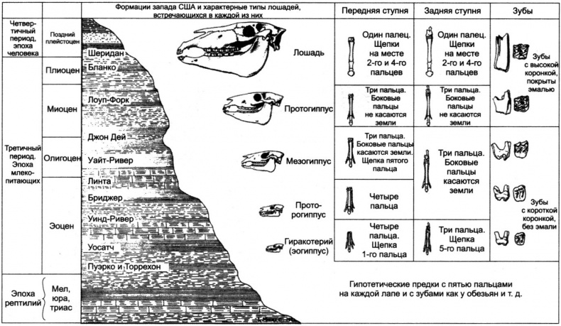 Отпечатки жизни. 25 шагов эволюции и вся история планеты