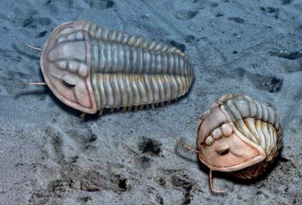 Отпечатки жизни. 25 шагов эволюции и вся история планеты